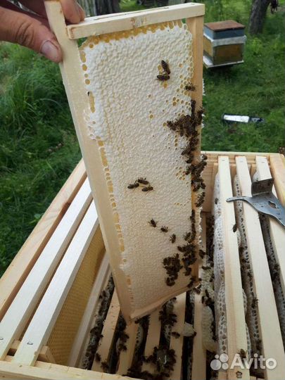 Мед в сотах. Рамка меда в сотах. Мед Сотовый