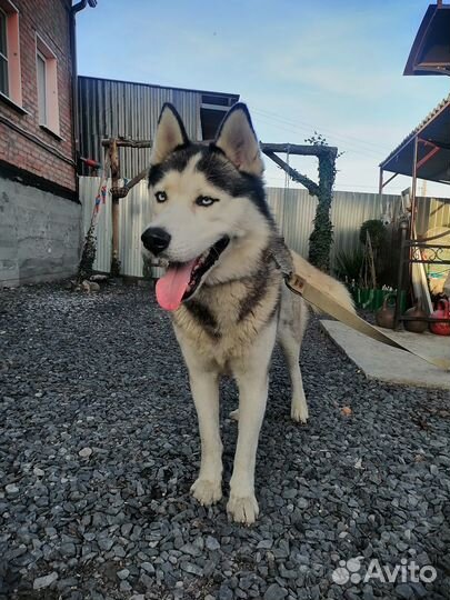 Отдам хаски