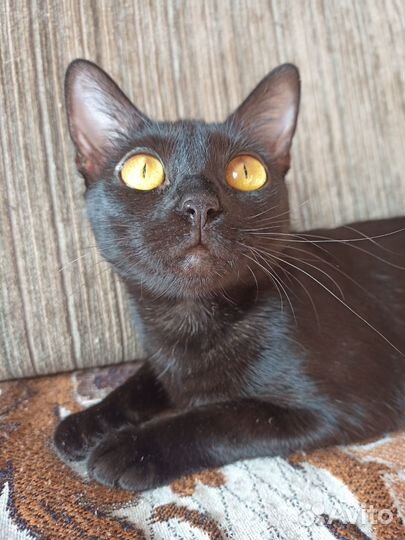 Кошечка в хорошие руки