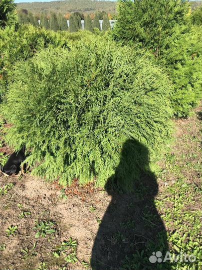 Туя вудварди