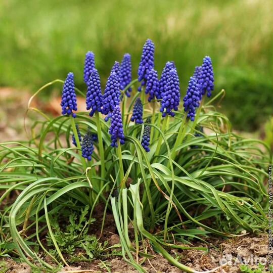 Ранние многолетние цветы