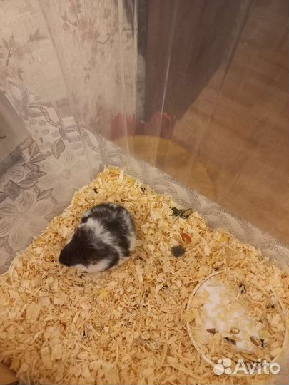 Хомяк с контейнером