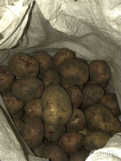 Продам картофель самовывоз