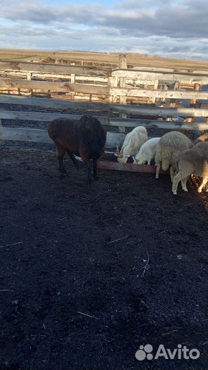 Баран Эдильбаевской породы