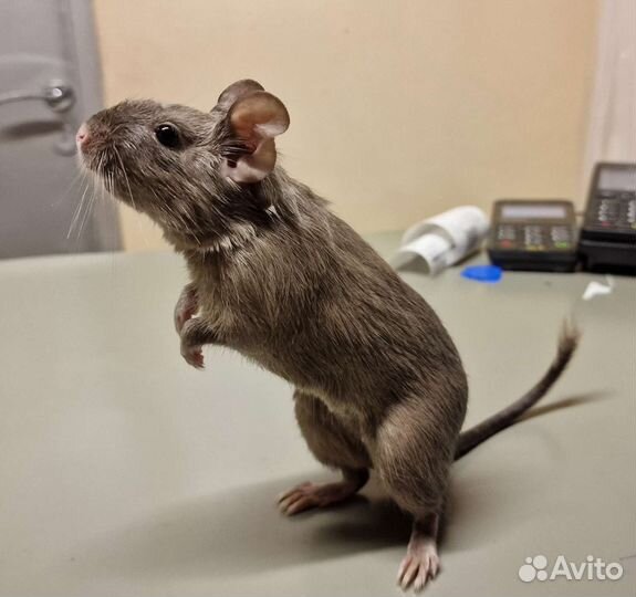 Дегу чилийская белка девочка