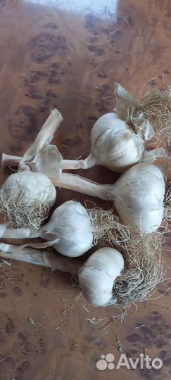 Домашнее мясо птицы