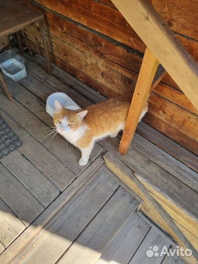 Котик в добрые руки