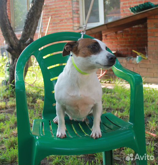 Взрослая девочка джек рассел терьера