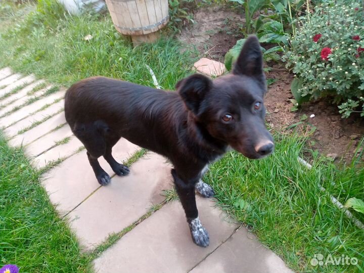 Собака в добрые руки