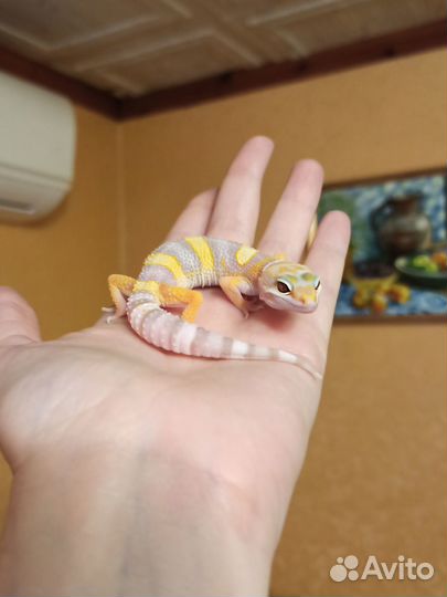 Ручные малыши эублефары