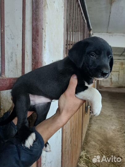 Щенки ищут дом