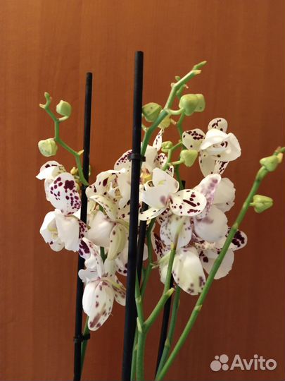 Орхидея фаленопсис Марракеш пять стволов