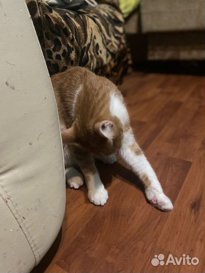 Кот в добрые руки)