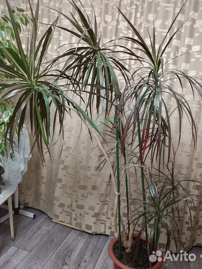 Пальма драцена