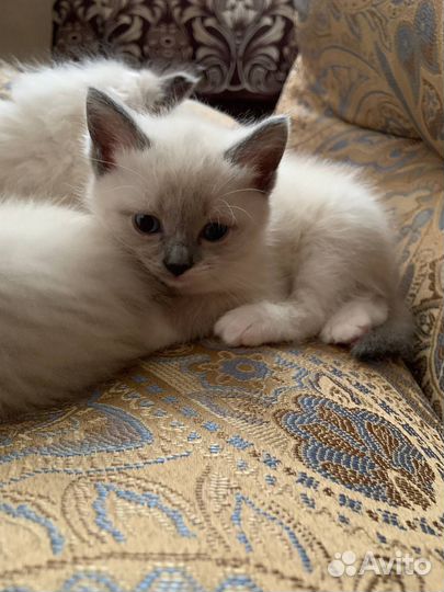 Котята рэгдолл с документами и без