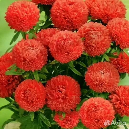 Рассада цветов