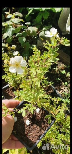 Саженцы лапчатки зкс: белая, желтая, розовая