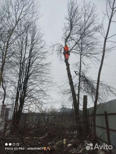 Спил деревьев Г. Шаховский