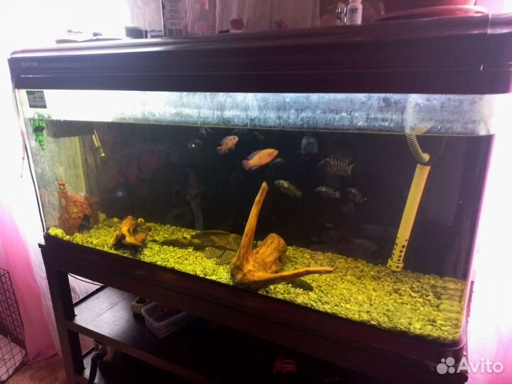 Аквариум minjiang