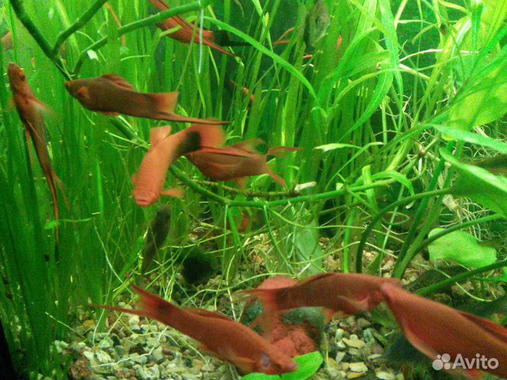 Аквариумные рыбки меченосцы, моллинезии, растения