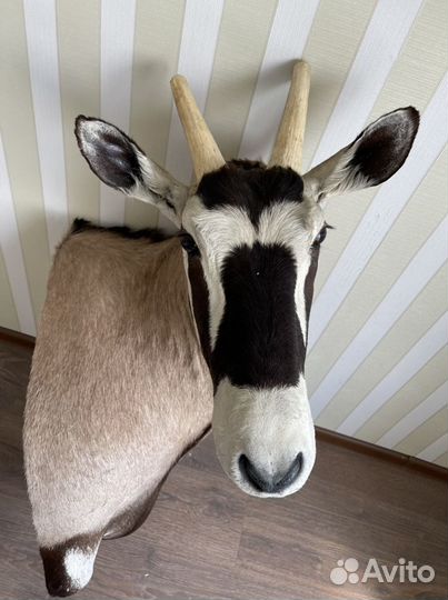 Африканское Чучело головы Орикса (Oryx gazella)