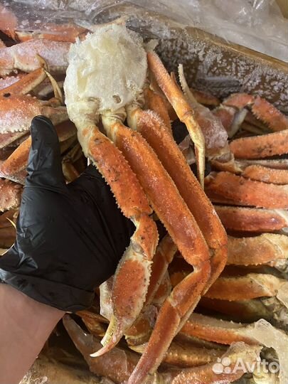 Краб стригун конечности крупные