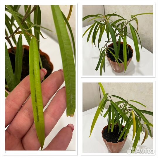 Фикус али амстел грин голд