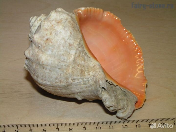 Морская раковина рапана