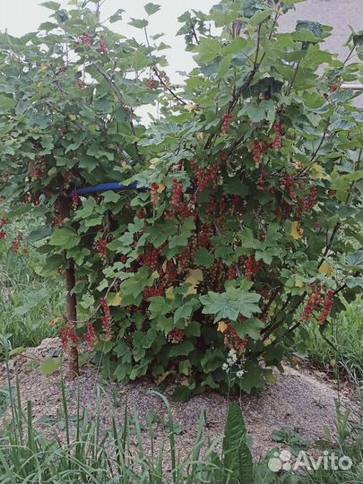 Черная и Красная смородина саженцы Ягоды