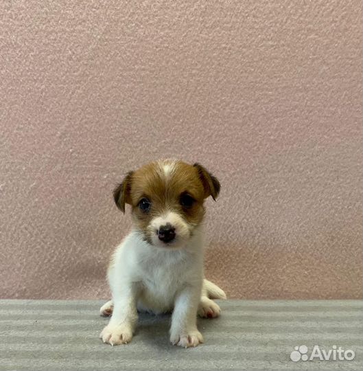 Щенки Джек рассел терьера