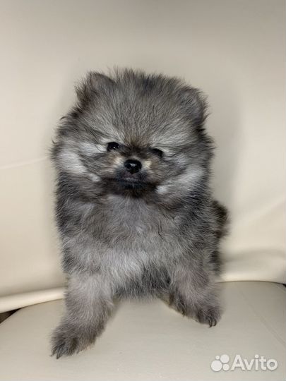 Померанский мини шпиц