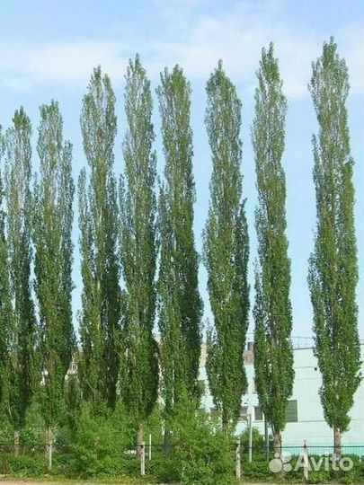 Тополь Пирамидальный