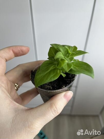 Петуния рассада