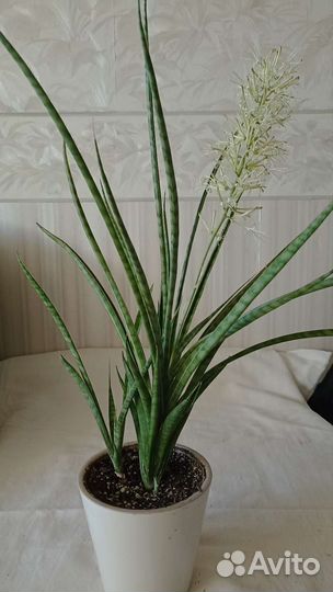 Сансевиерия парва