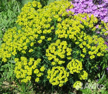 Почвопокровные многолетние растения для сада