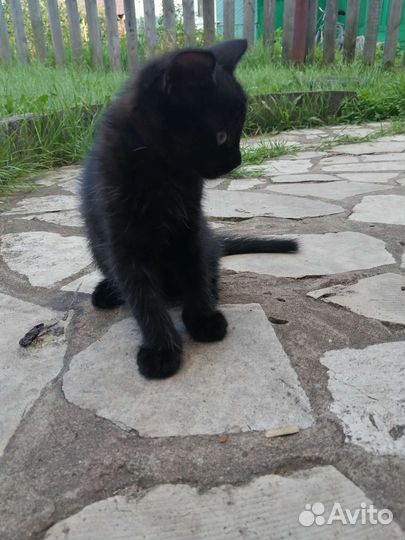 Черный котенок бесплатно