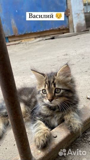 Котята в добрые руки бесплатно