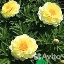 Пион Бартзелла