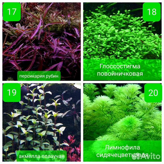 Прополка аквариумных растений