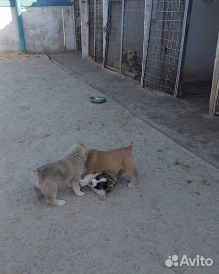 Щенки сао алабай