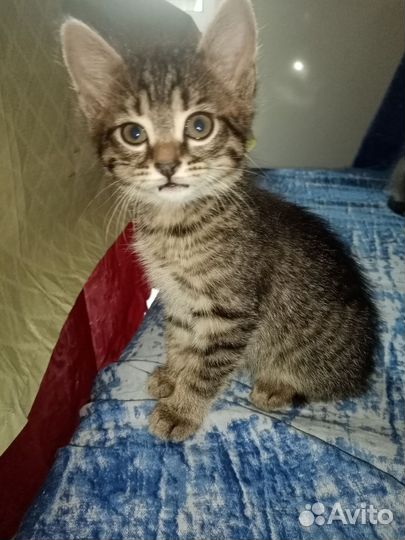 Котята девочки в добрые руки 1.5 месяца