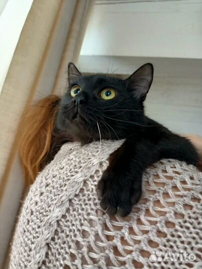 Котик подросток ищет дом