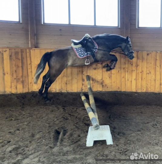 Любительские, спортивные лошади и жеребенок
