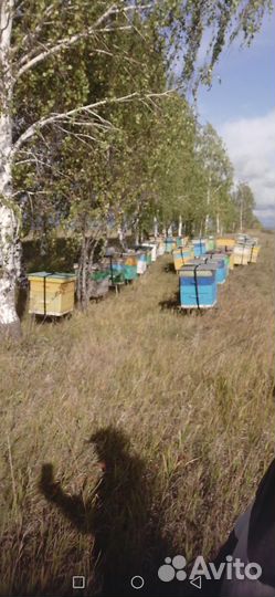 Ульи для пчел