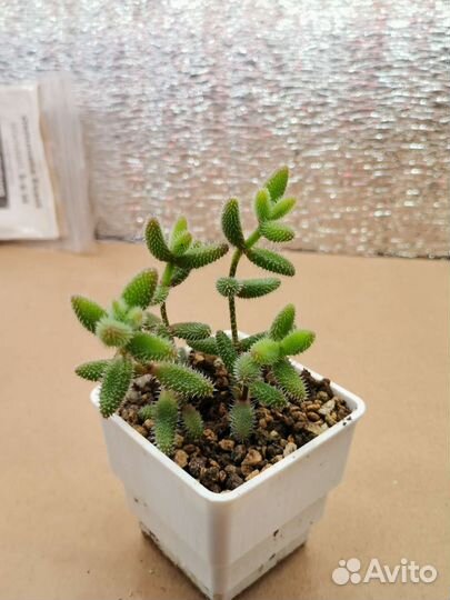 Делосперма эхинатум