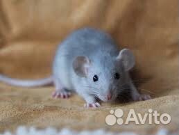 Крыса дамбо голубая норка