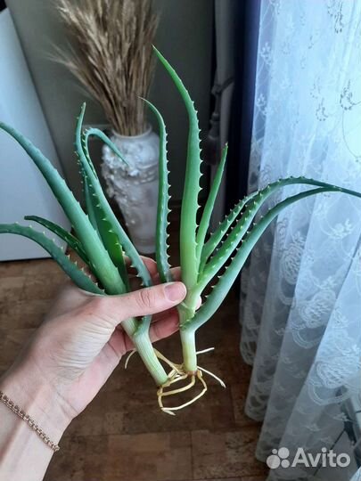 Комнатные цветы алоэ