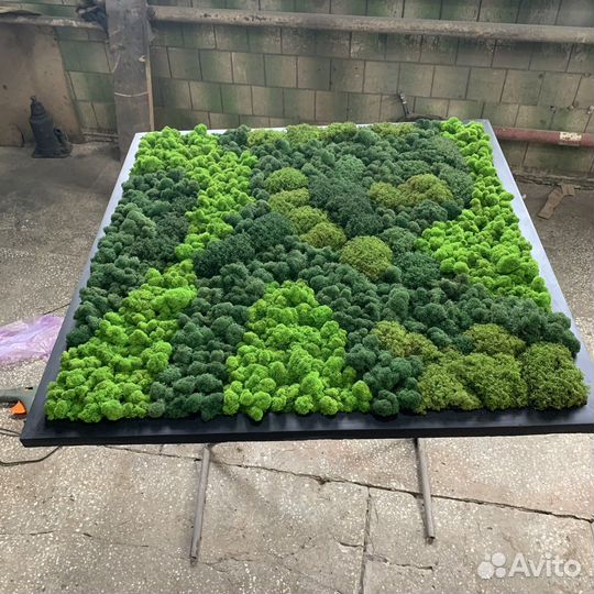 Фитопанно из мха