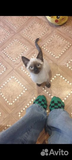 Котята