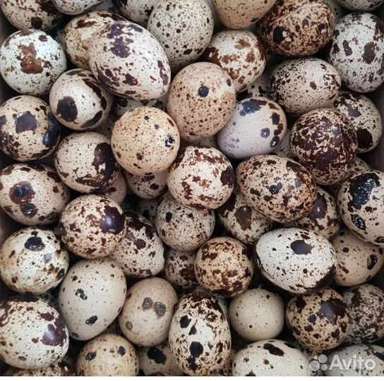 Яйца перепелиные домашние